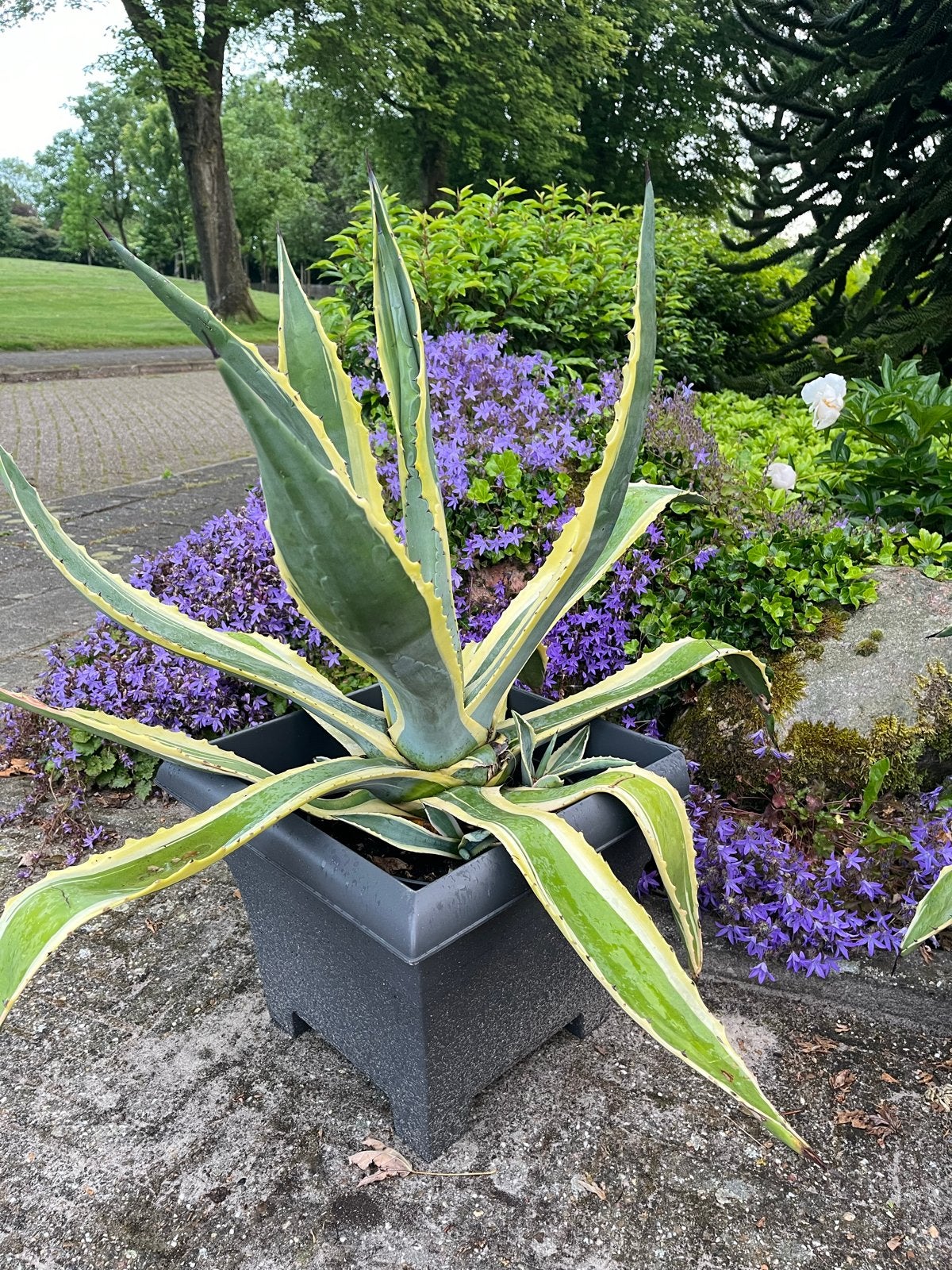 Agave Americana Variegata - Grote Agave Plant, Volle zon, Vaste plant, Bloeit niet, Ophalen