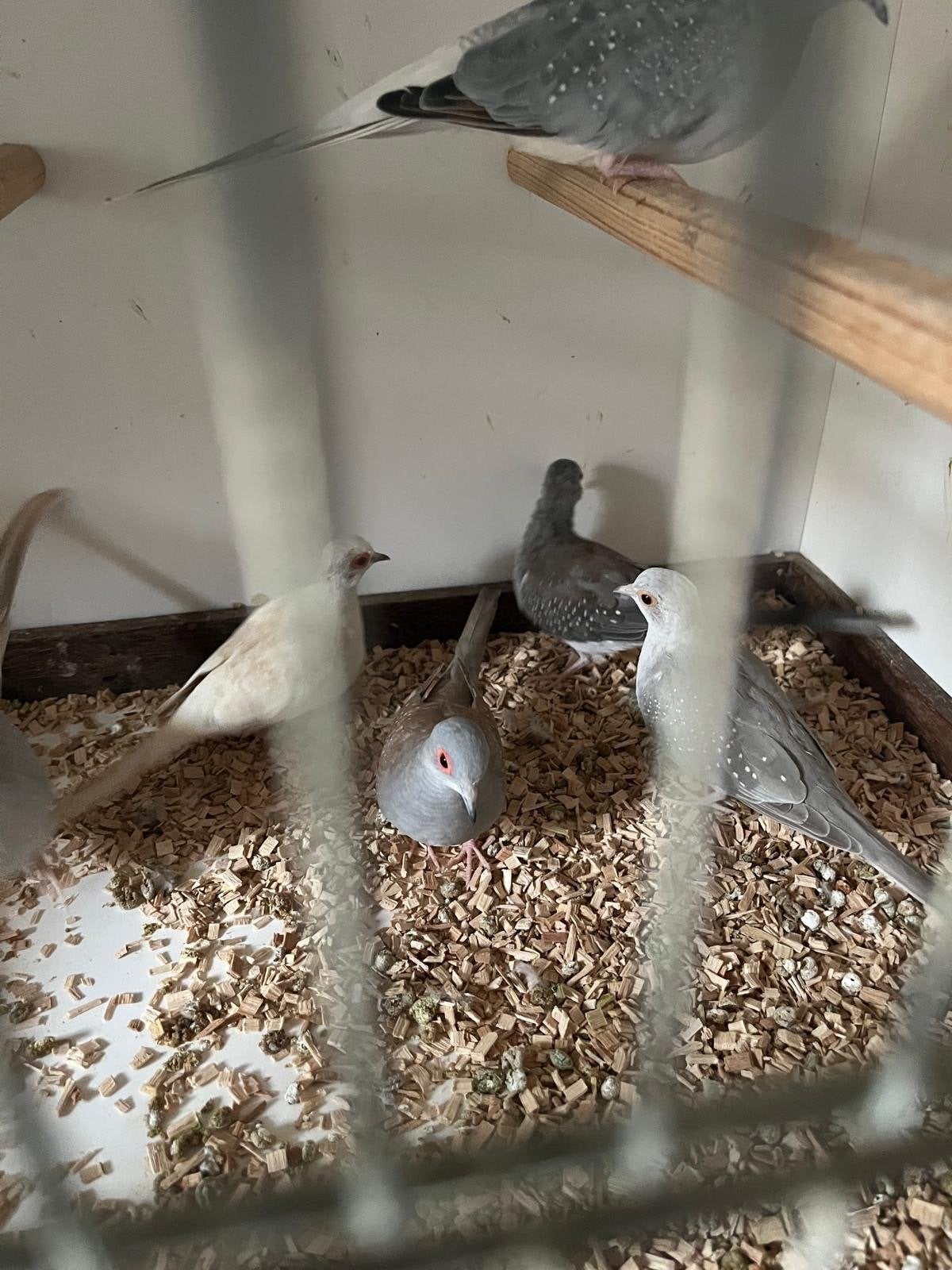 Kans split albino Diamantduiven, Dieren en Toebehoren