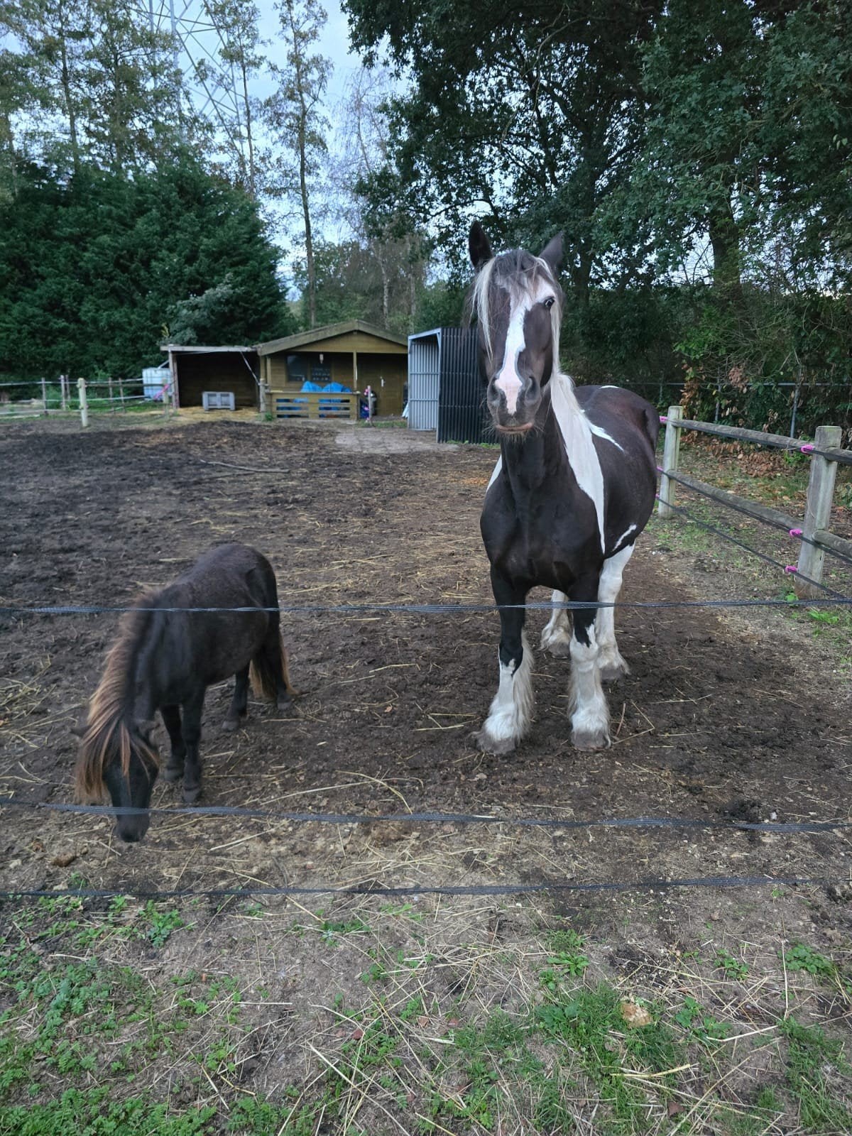 plekje vrij op de wei en verzorgpony aangeboden, Dieren en Toebehoren