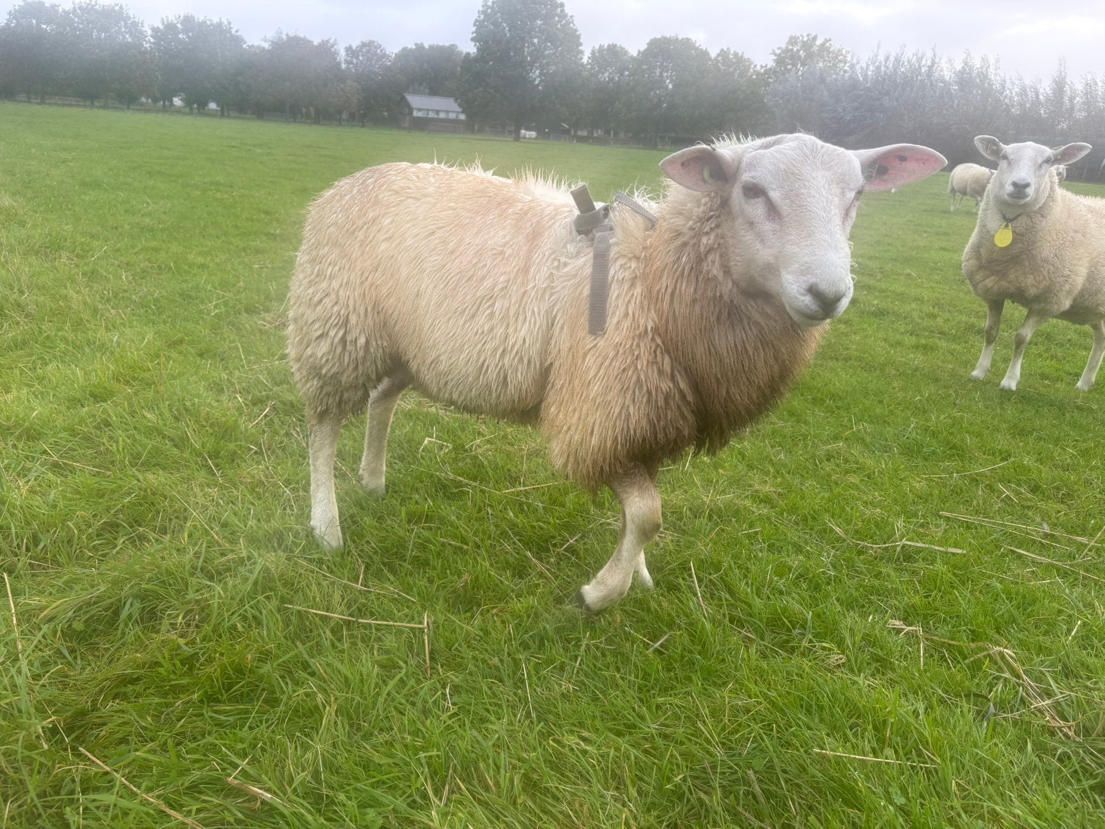 Swifter stamboekdekram, Dieren en Toebehoren, Mannelijk, Schaap