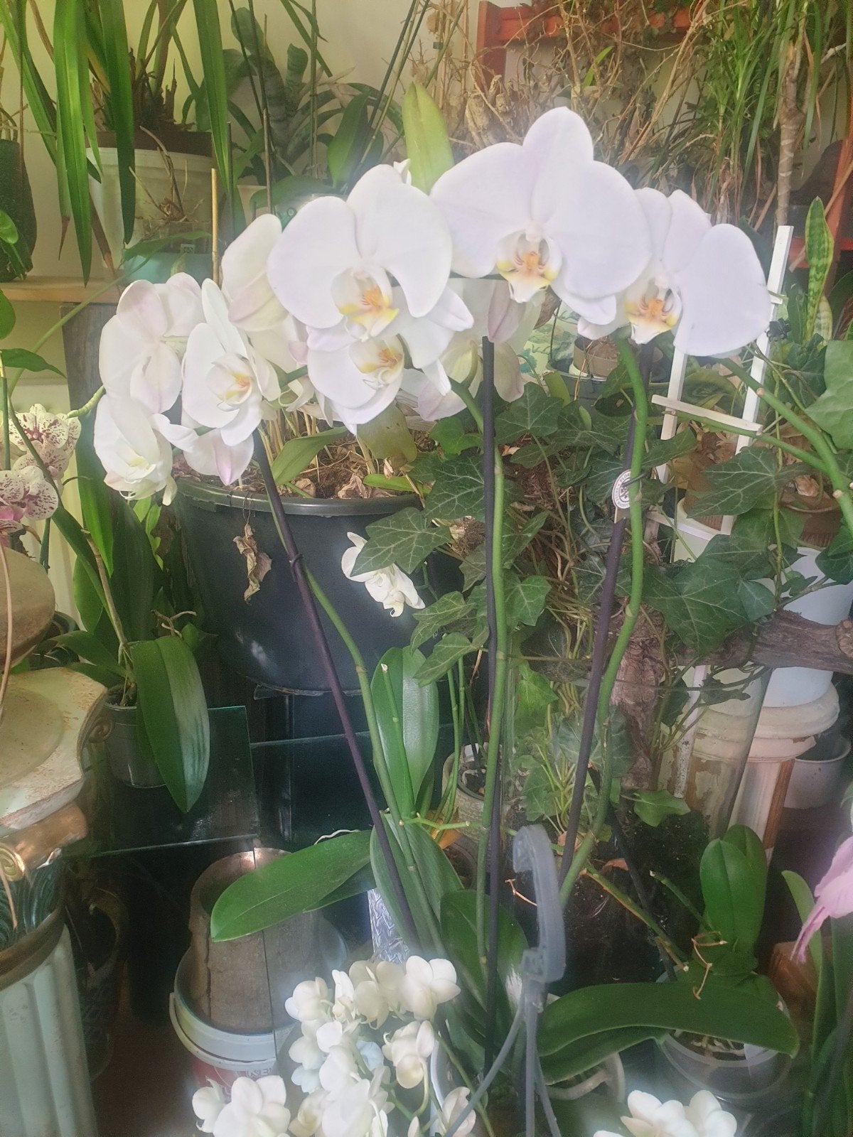 Prachtige witte orchidee xl-Phalaenopsis, Vaste plant, Bloeit niet, Halfschaduw, Ophalen