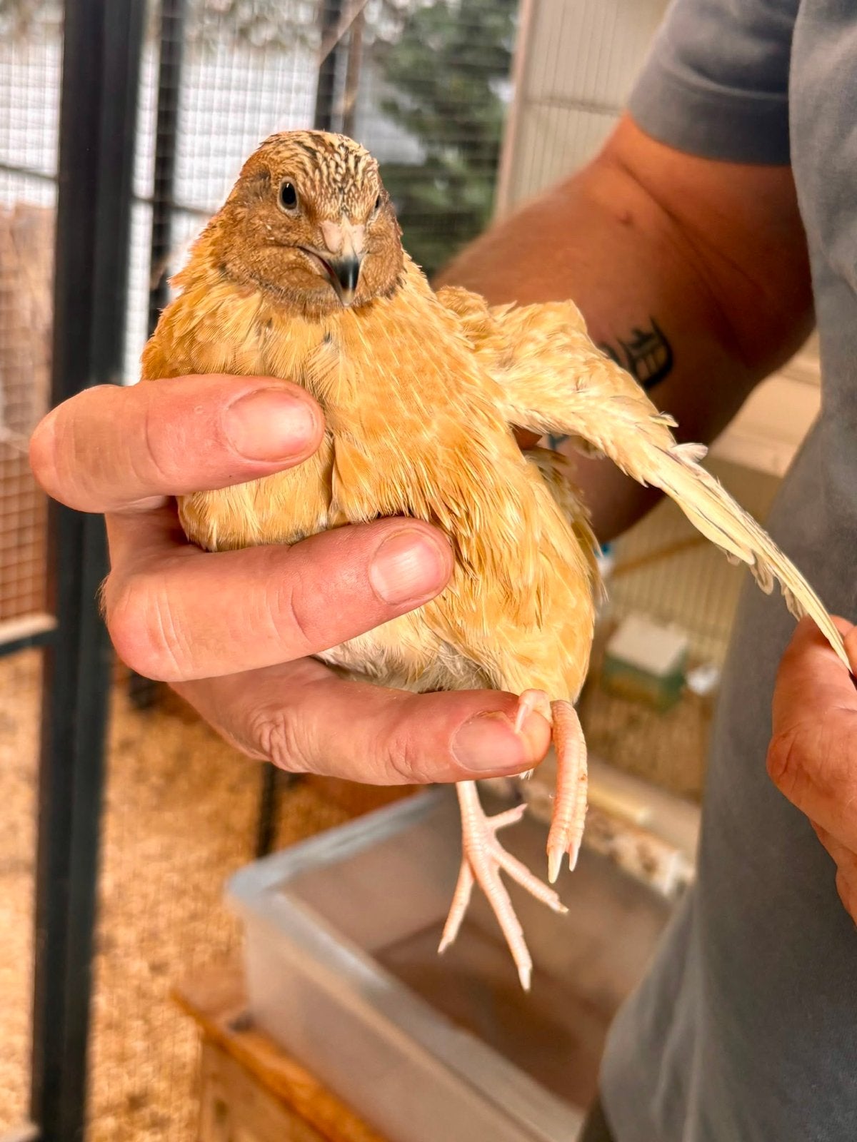 Natuurbroed Japanse kwartelhaan., Dieren en Toebehoren, Vogels | Overige Vogels, Mannelijk