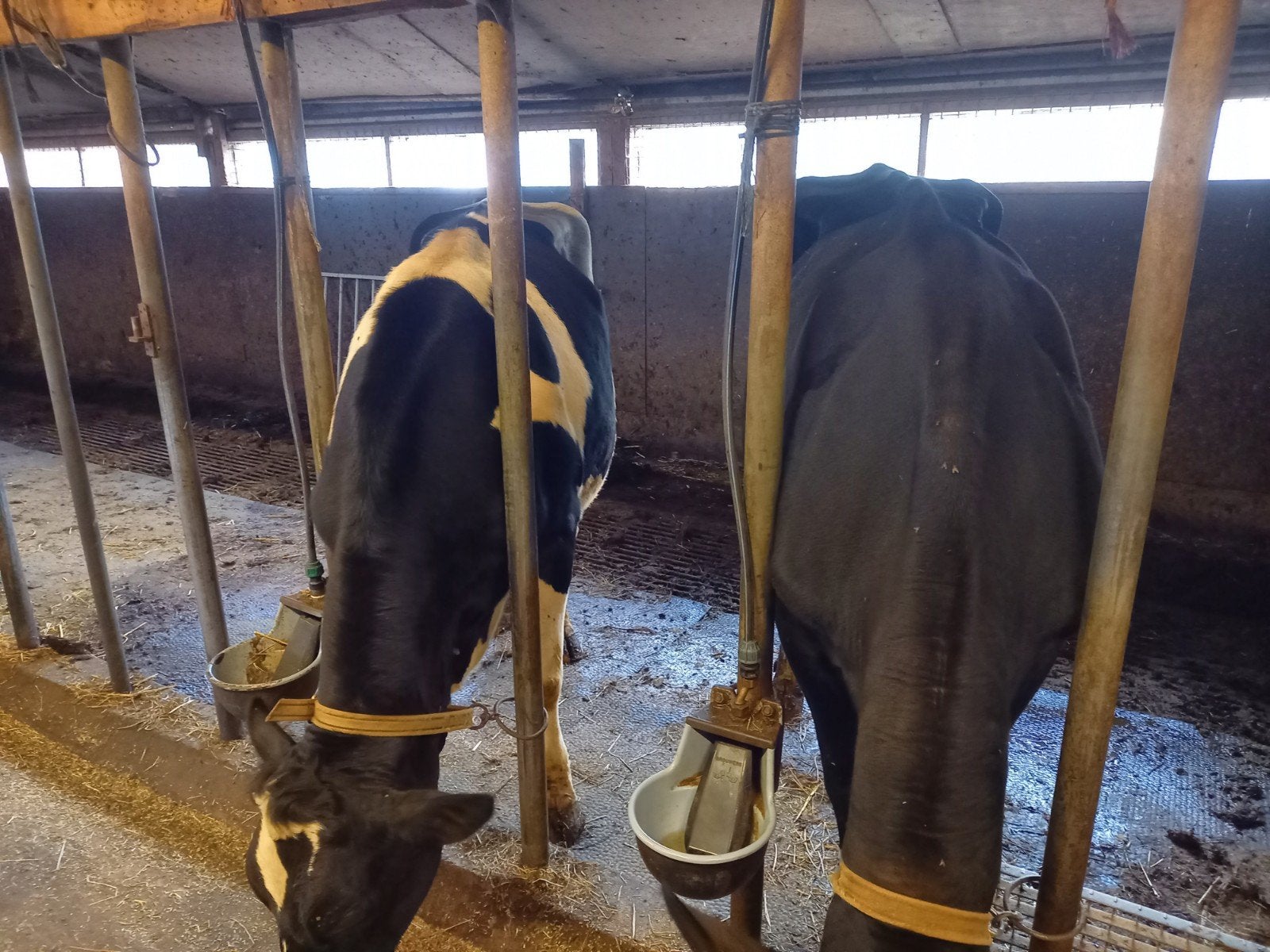 Tk een koe en een pink, Dieren en Toebehoren, Runderen, Vrouwelijk