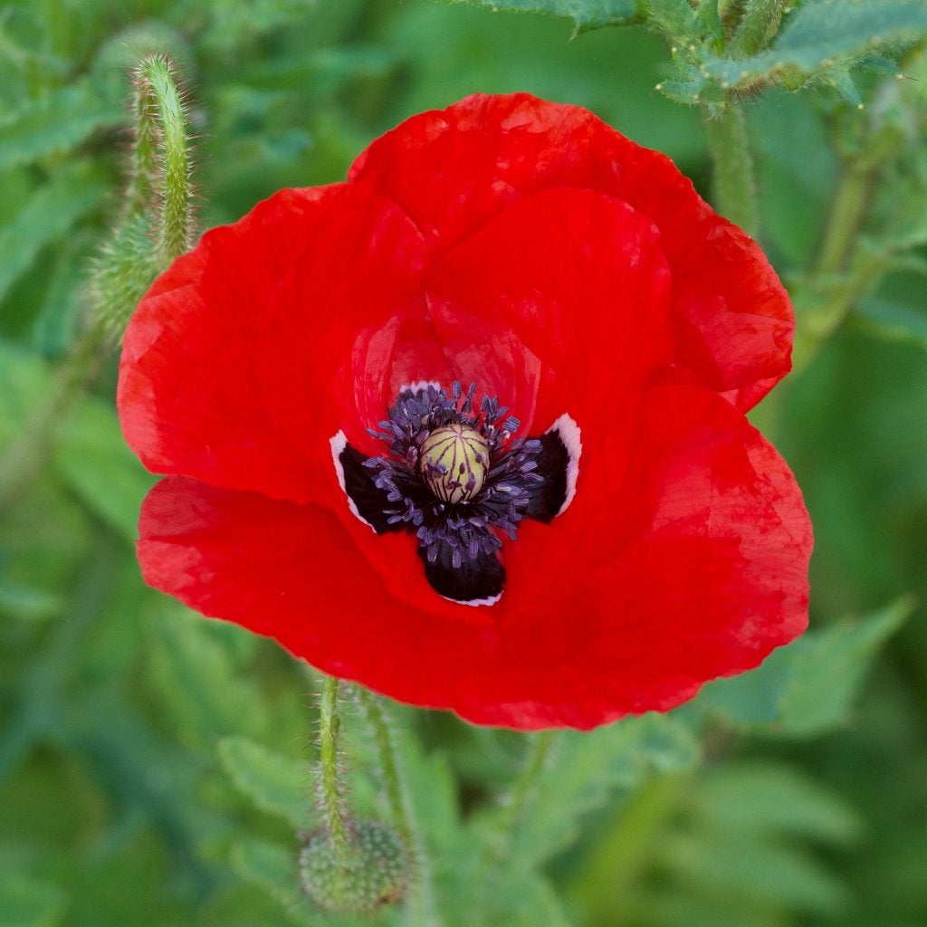 Zaden grote klaproos (Papaver rhoeas) - inheems, Ophalen of Verzenden, Najaar, Volle zon, Zaad