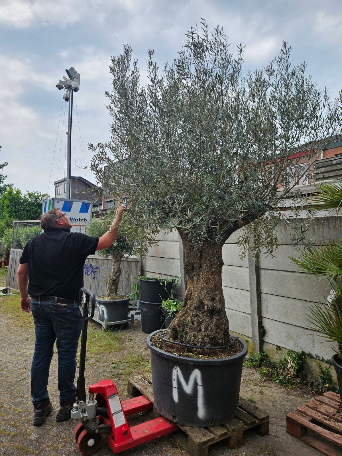 Olijfbomen diverse maten, Deze dikke stam van 800 voor €650, Volle zon, Ophalen of Verzenden, 100 tot 250 cm, Olijfboom