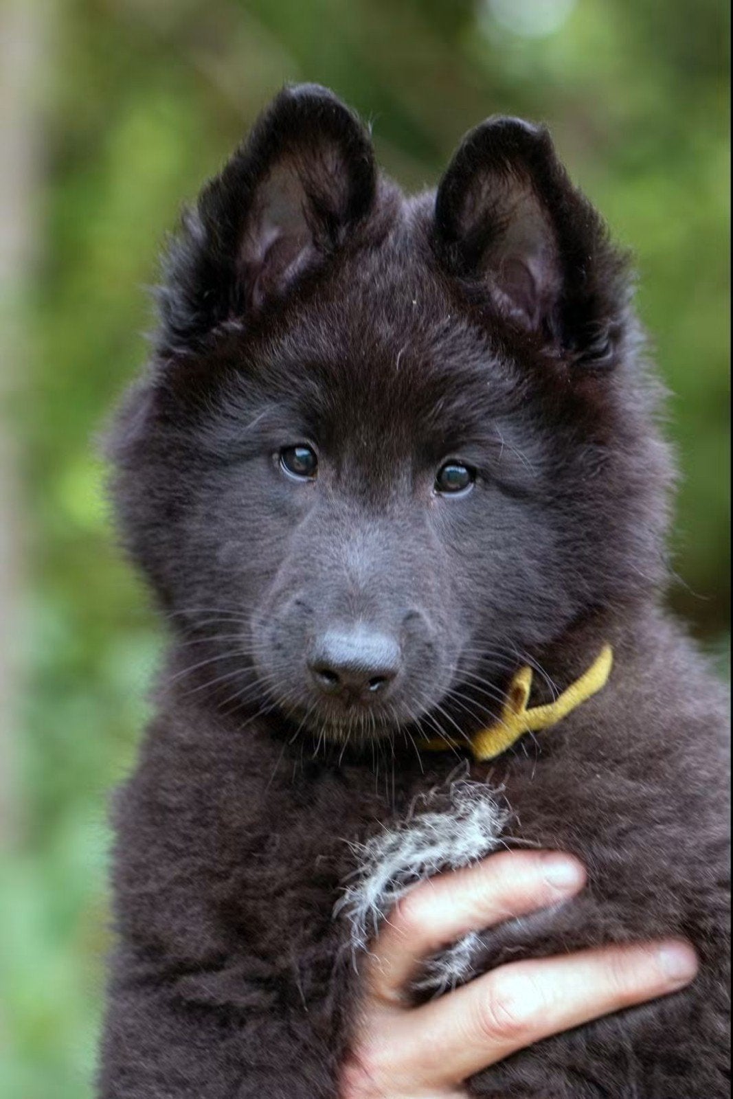 Groenendaeler pups met stamboom, Dieren en Toebehoren, CDV (hondenziekte), 8 tot 15 weken, Meerdere, Meerdere dieren
