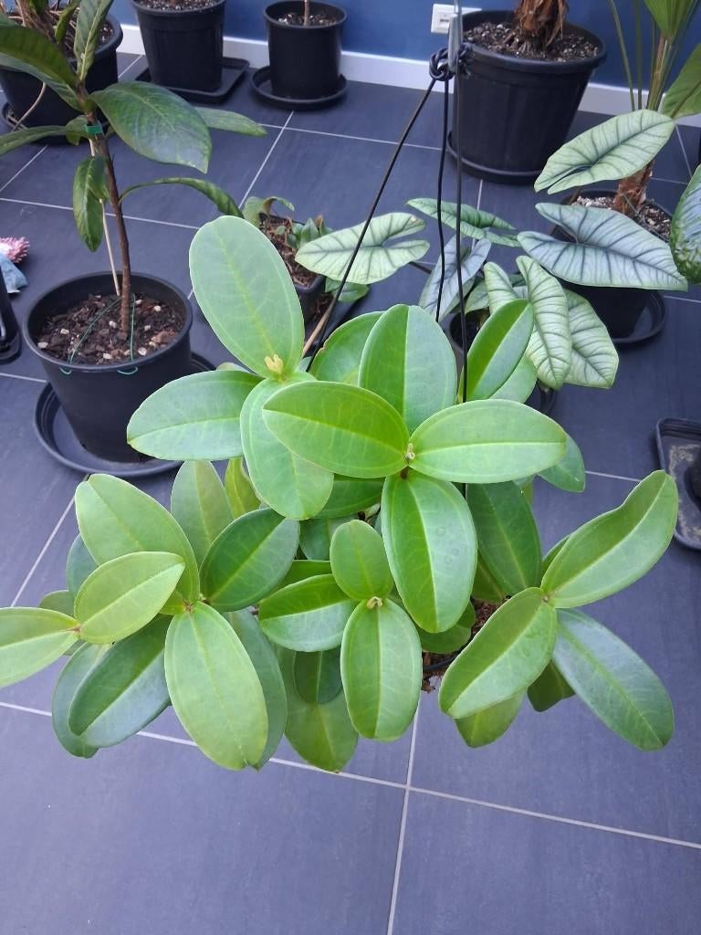 Medinilla loranthoides- Reunion island, Overige soorten, Minder dan 100 cm, Bloeiende kamerplant, Halfschaduw