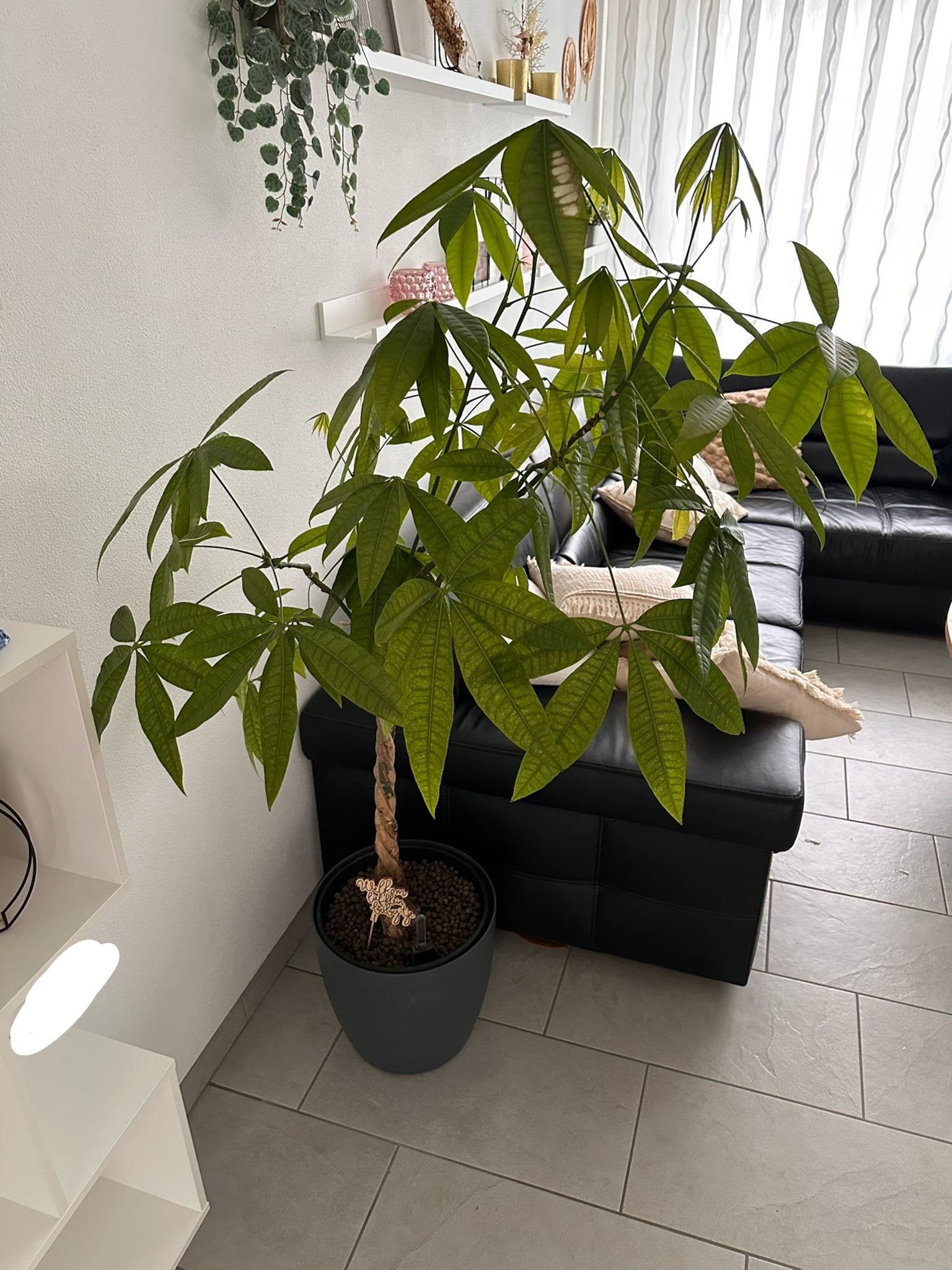 Geldboom / Pachira Aquatica - 180cm, in perfecte staat, Ophalen, Overige soorten, Halfschaduw, In pot