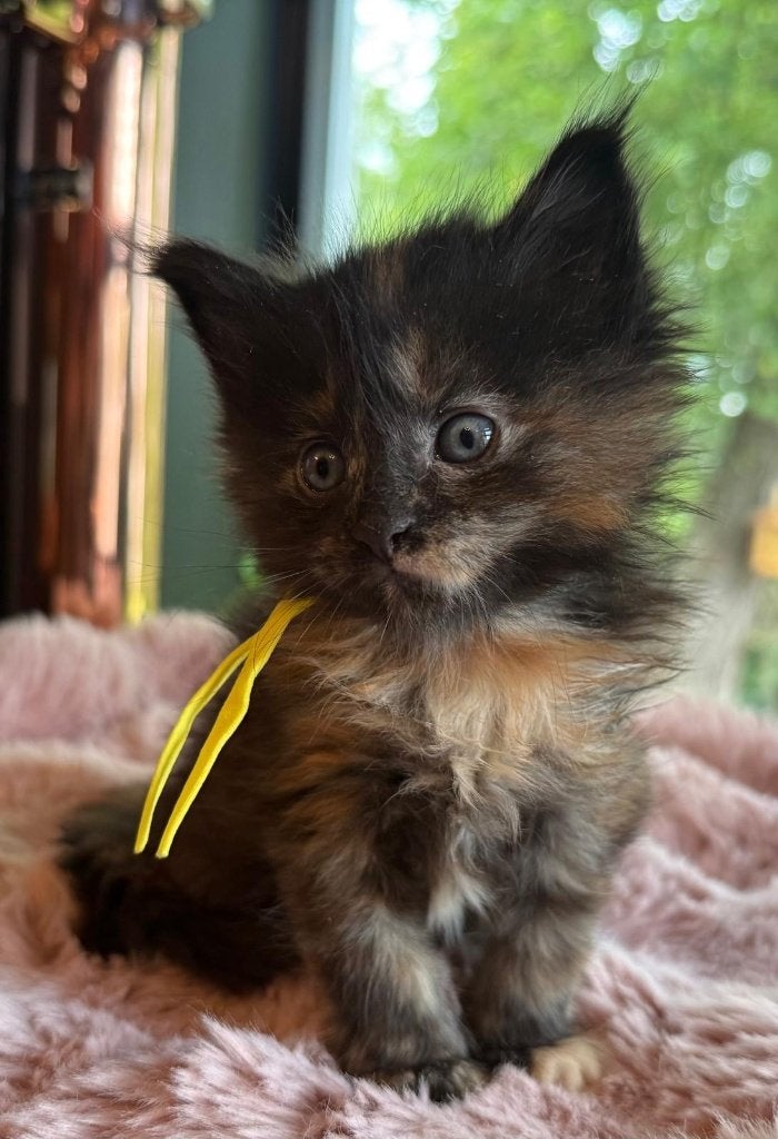 Maine Coon poesje XXL Rus.lijn stamboom&garantie & fokrecht, Dieren en Toebehoren, Katten en Kittens | Raskatten | Langhaar, Meerdere dieren