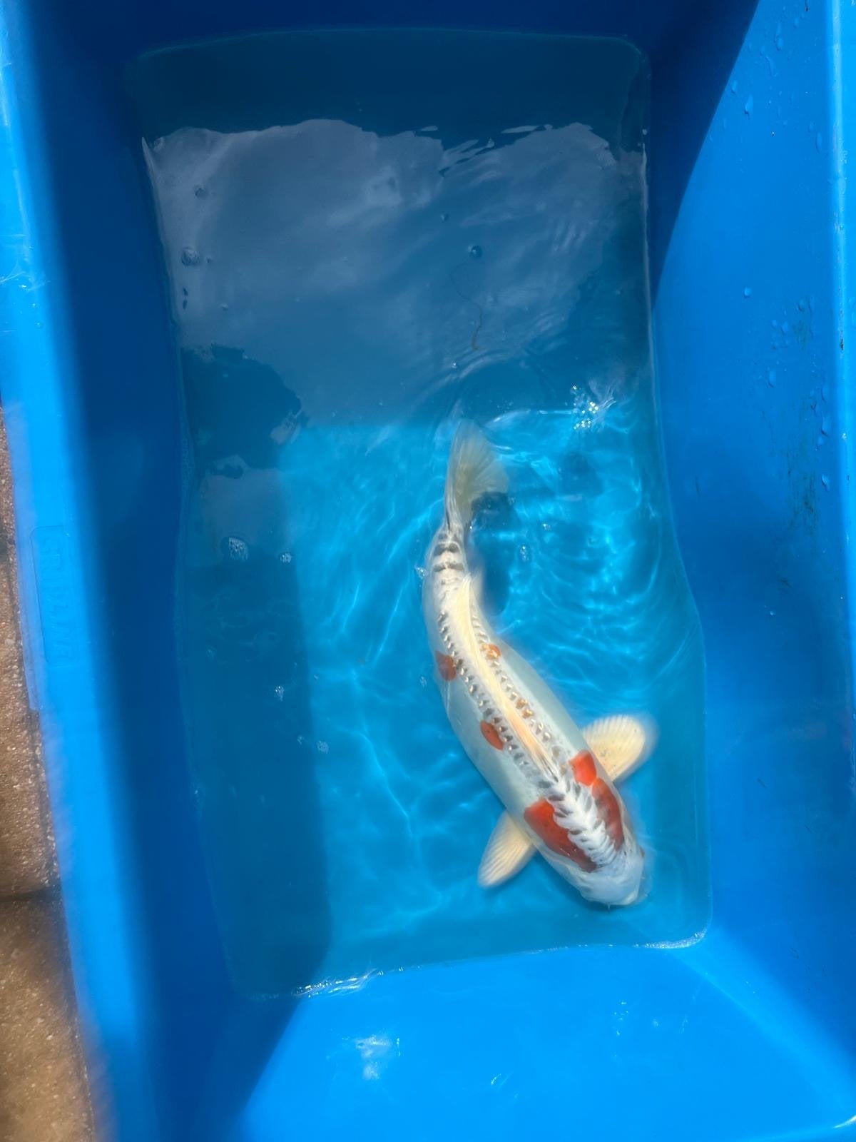 Te koop, diverse mooie koi’s ivm beëindiging hobby!, Karper of Koi