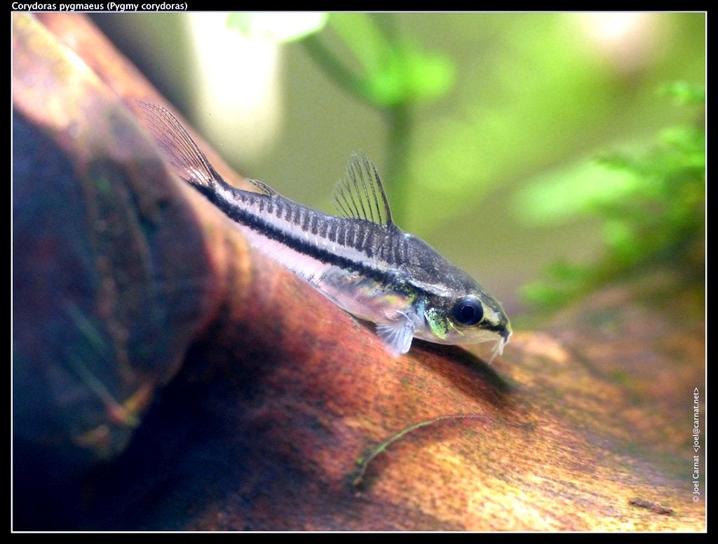 5 gezonde pygmaeus dwerg corydora's!, Vis