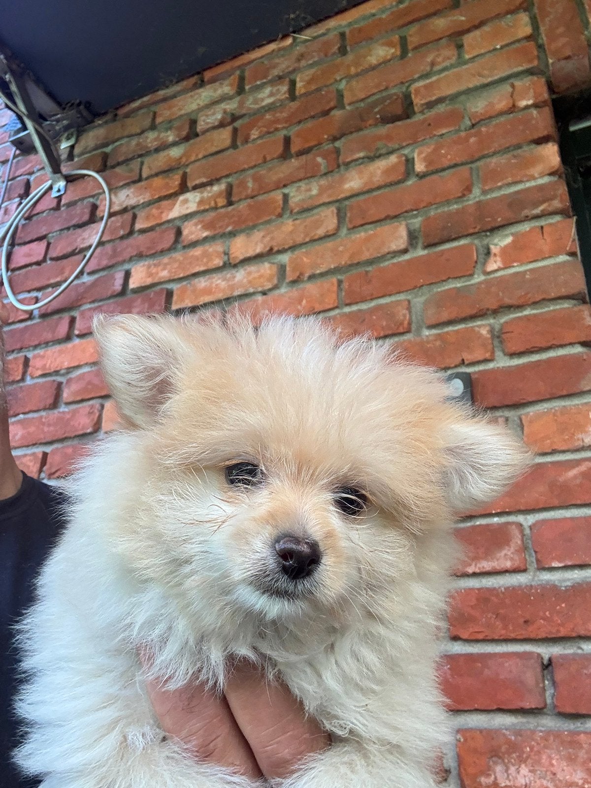 pomeriaan X chihuahua (mogen het nest verlaten), België, Particulier, 8 tot 15 weken, Meerdere