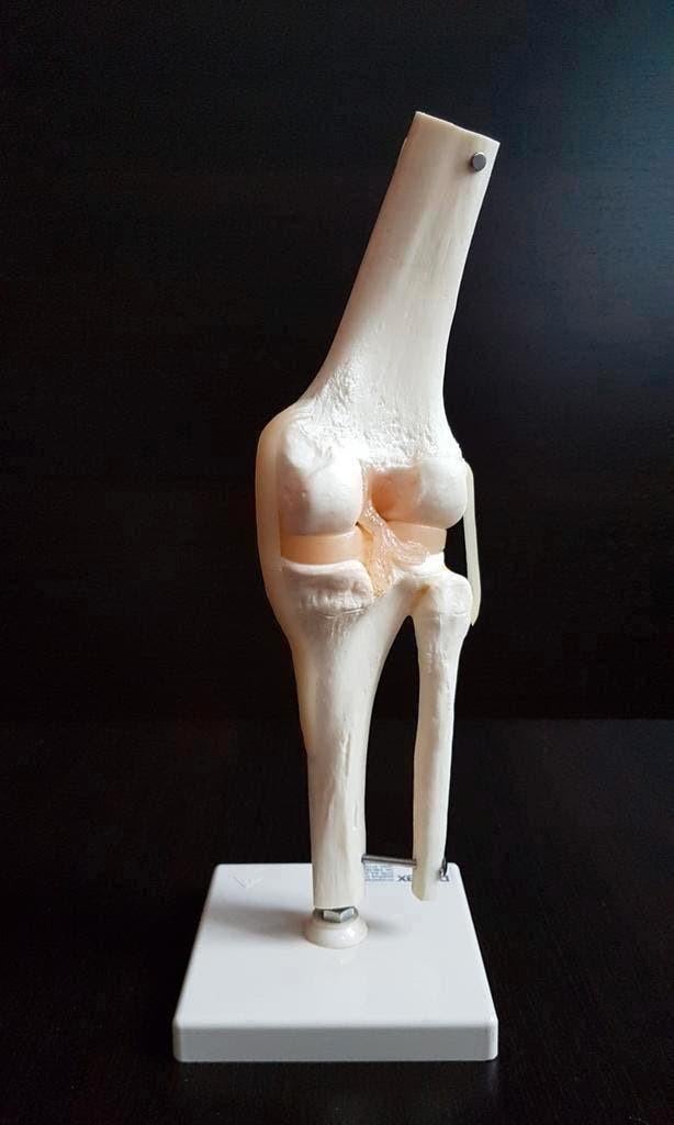 Anatomie model , Ware grootte-anatomisch gewricht GERMANY, Diversen, Schoolbenodigdheden, Ophalen of Verzenden