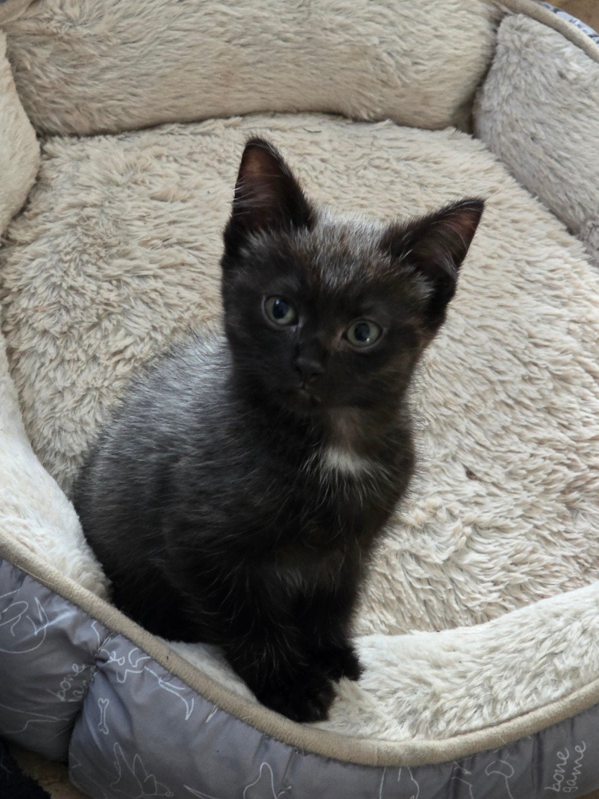 lieve mooie kittens. poesjes. in huis opgegroeid., Poes