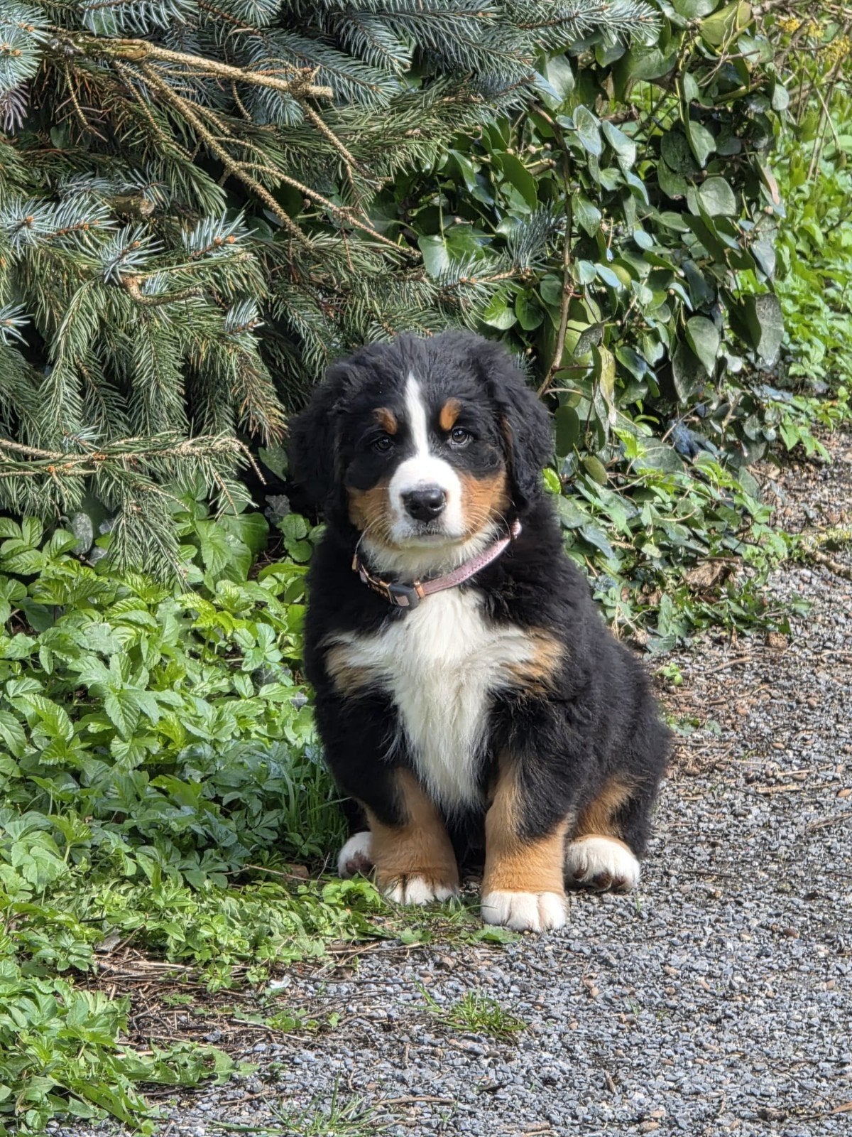 Mooie berner sennen pups met stamboom, Dieren en Toebehoren, Parvo, Meerdere, Meerdere dieren, Nederland