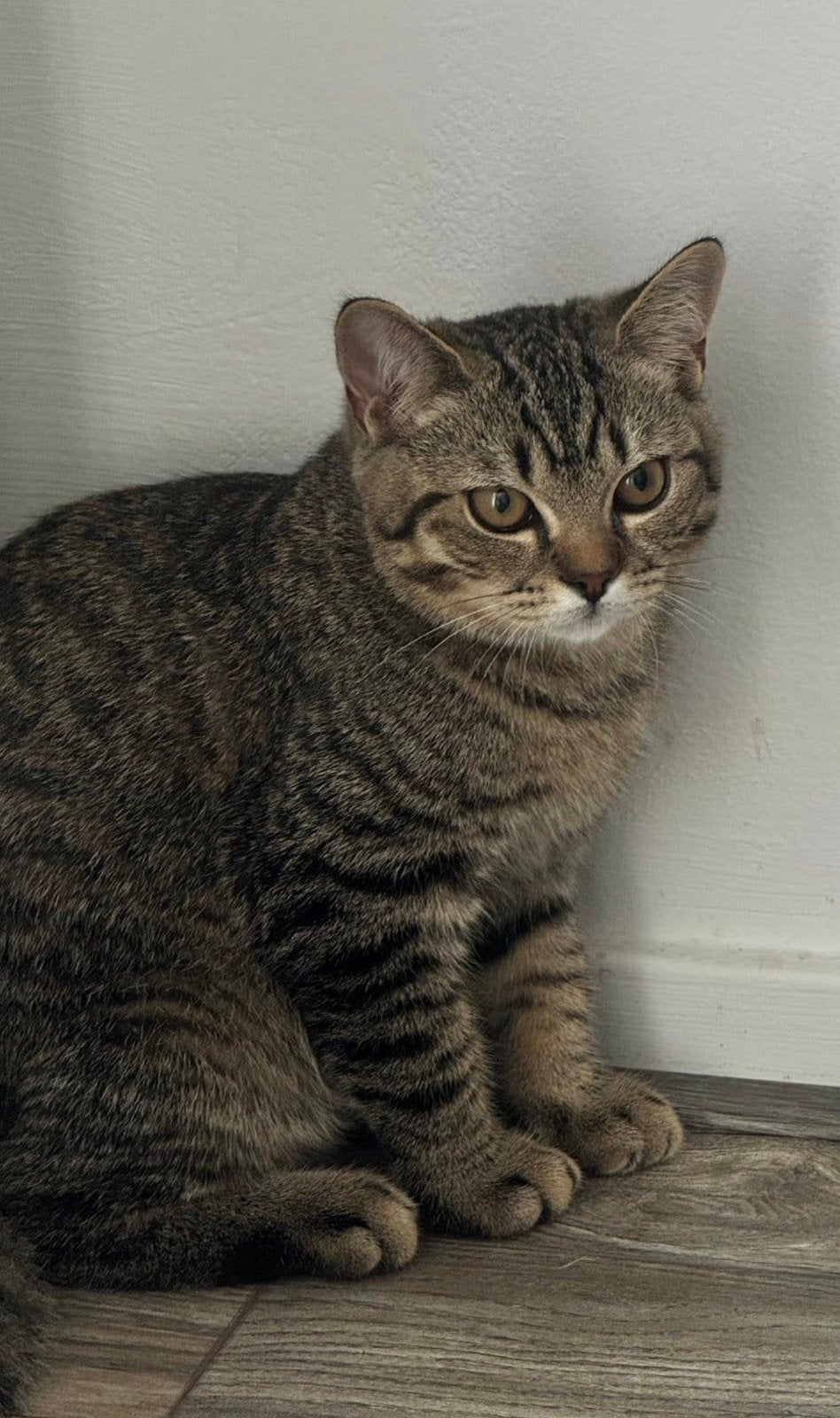 Te koop 2 Britse korthaar katers, Dieren en Toebehoren, Kater, Ontwormd
