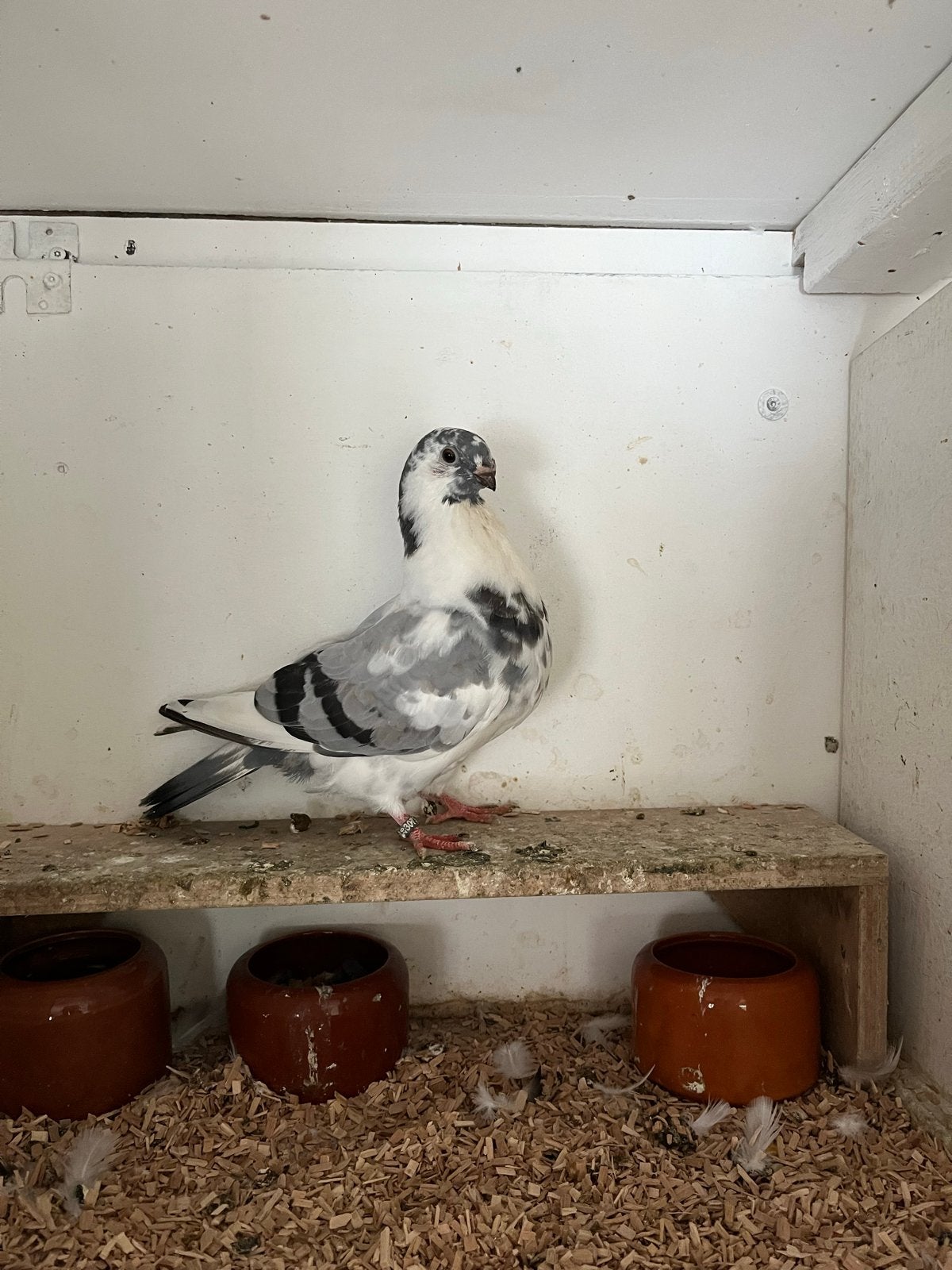 Canario kropper 2026, Dieren en Toebehoren, Vrouwelijk, Kropper