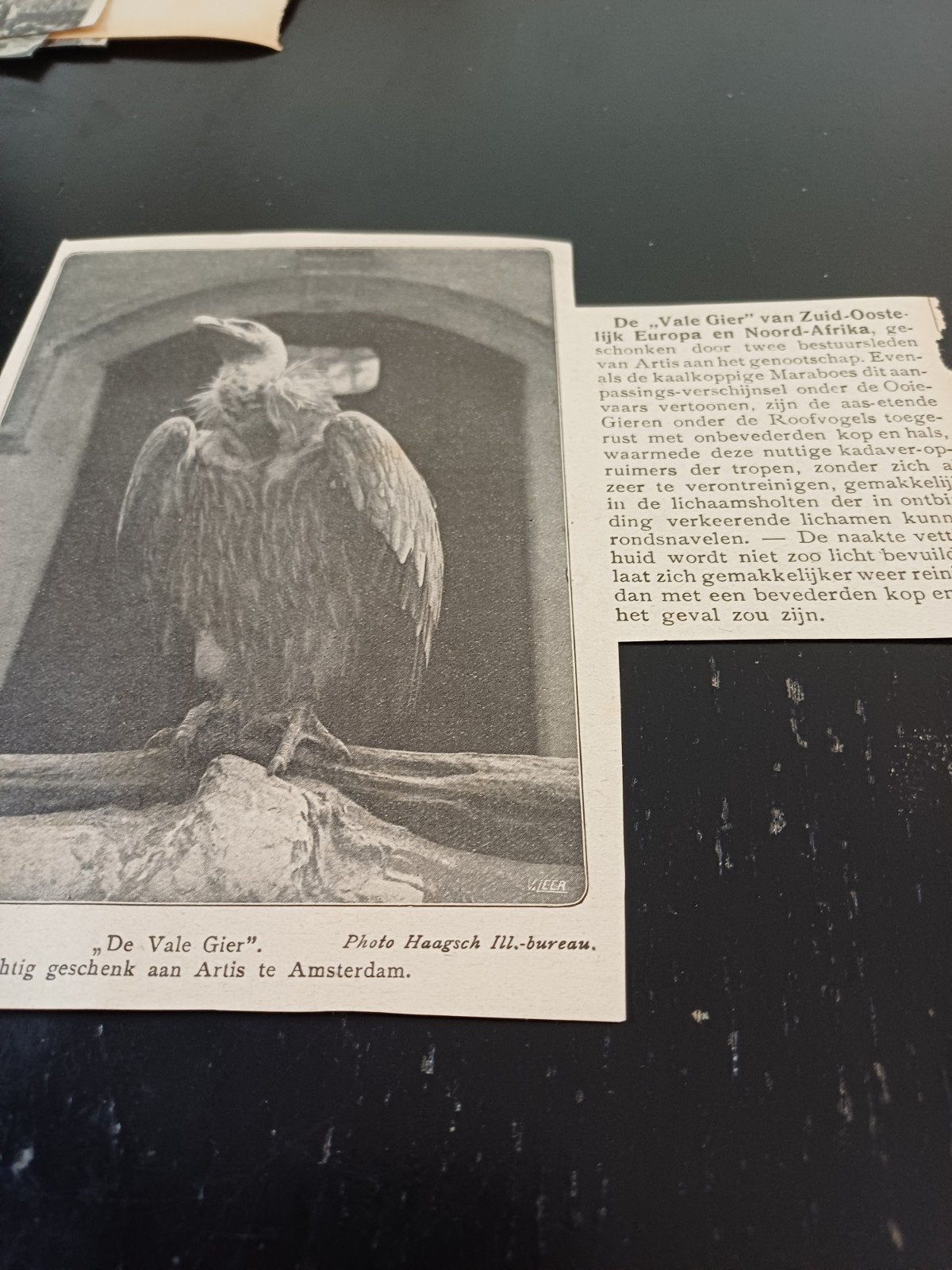 knipsel Vale gier dierentuin Artis Amsterdam 1920, Ophalen of Verzenden, Gebruikt, Beeldje of Figuurtje