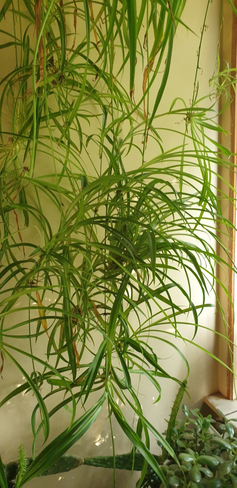 gratis stekjes van graslelie hangplant, Ophalen