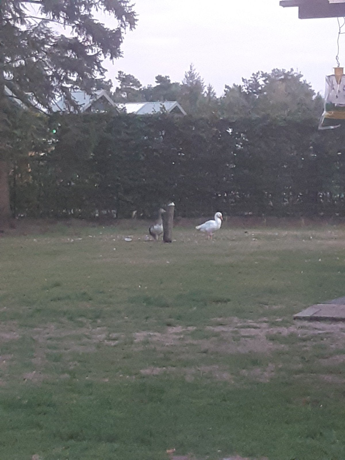 ganzen, Dieren en Toebehoren, Pluimvee, Meerdere dieren, Gans of Zwaan