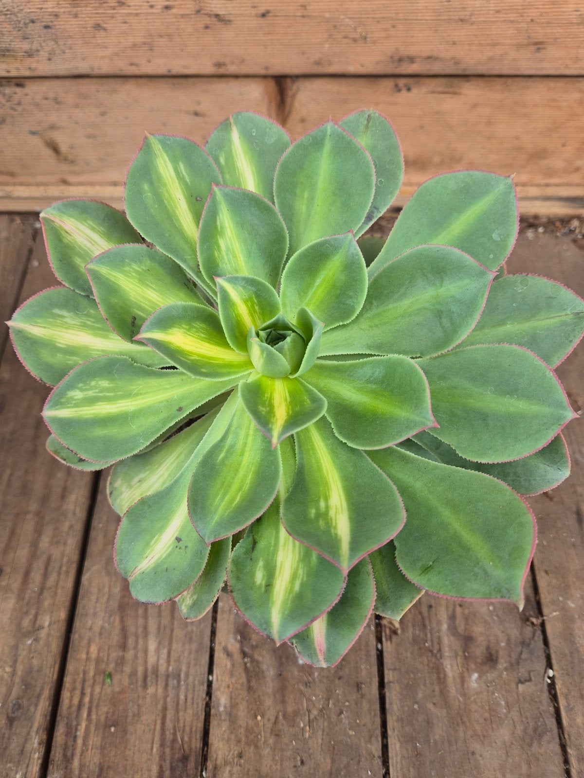 Aeonium Arboreum p12 (2), Ophalen of Verzenden, Halfschaduw, Minder dan 100 cm