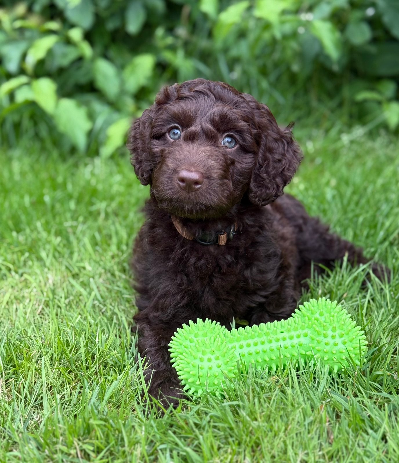 Labradoodle reutje beschikbaar, Parvo, 8 tot 15 weken, Eén hond, Nederland