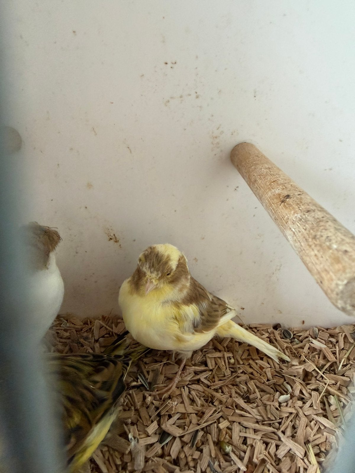 2 jongen glosters, Dieren en Toebehoren, Meerdere dieren, Postuurkanarie