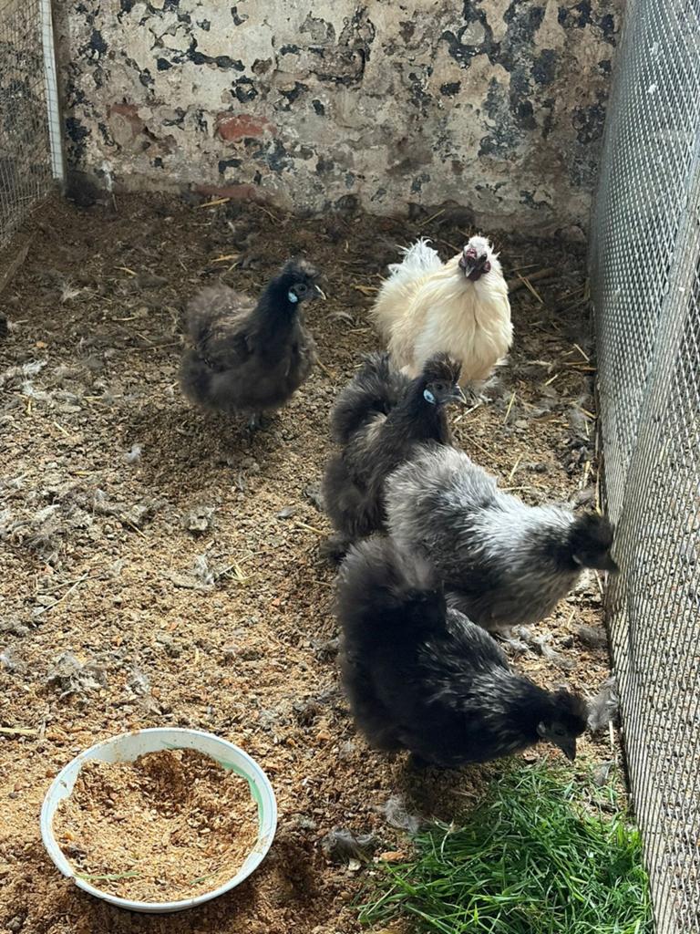 Zijderhoenders kriel te koop, Meerdere dieren, Kip