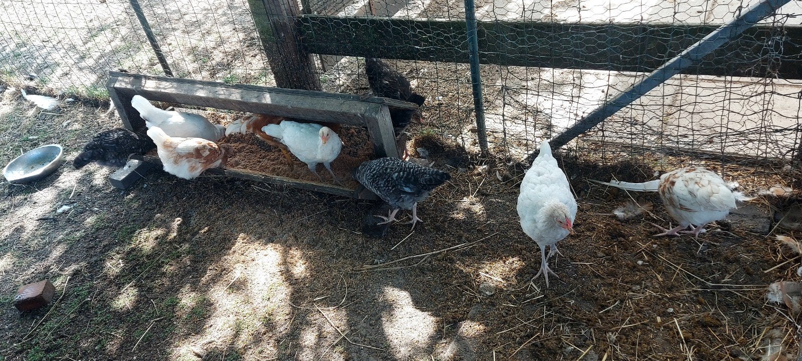kuikens, Dieren en Toebehoren, Pluimvee, Geslacht onbekend, Kip