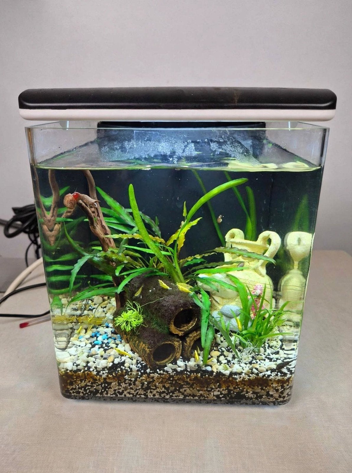 Superfish Home 8 aquarium, Dieren en Toebehoren, Ophalen, Superfish, Inclusief deksel, Gevuld zoetwateraquarium