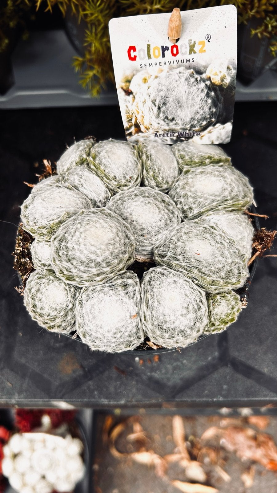 Sempervivum 'Arctic White' - Winterharde Vetplant, Volle zon, Vaste plant, Zomer, Ophalen