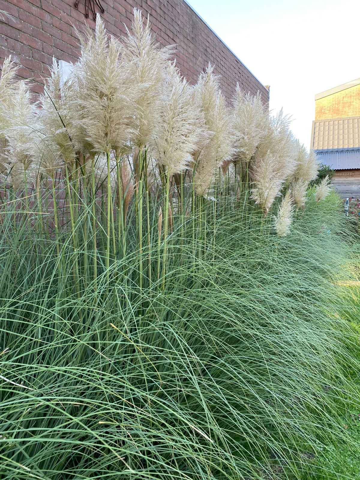 Pampasgras pluimen, Ophalen, Nieuw