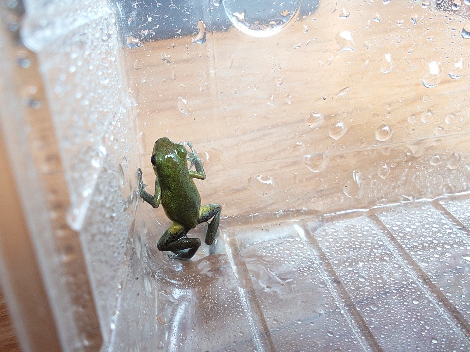 Oophaga pumilio Punta Laurel, 0 tot 2 jaar