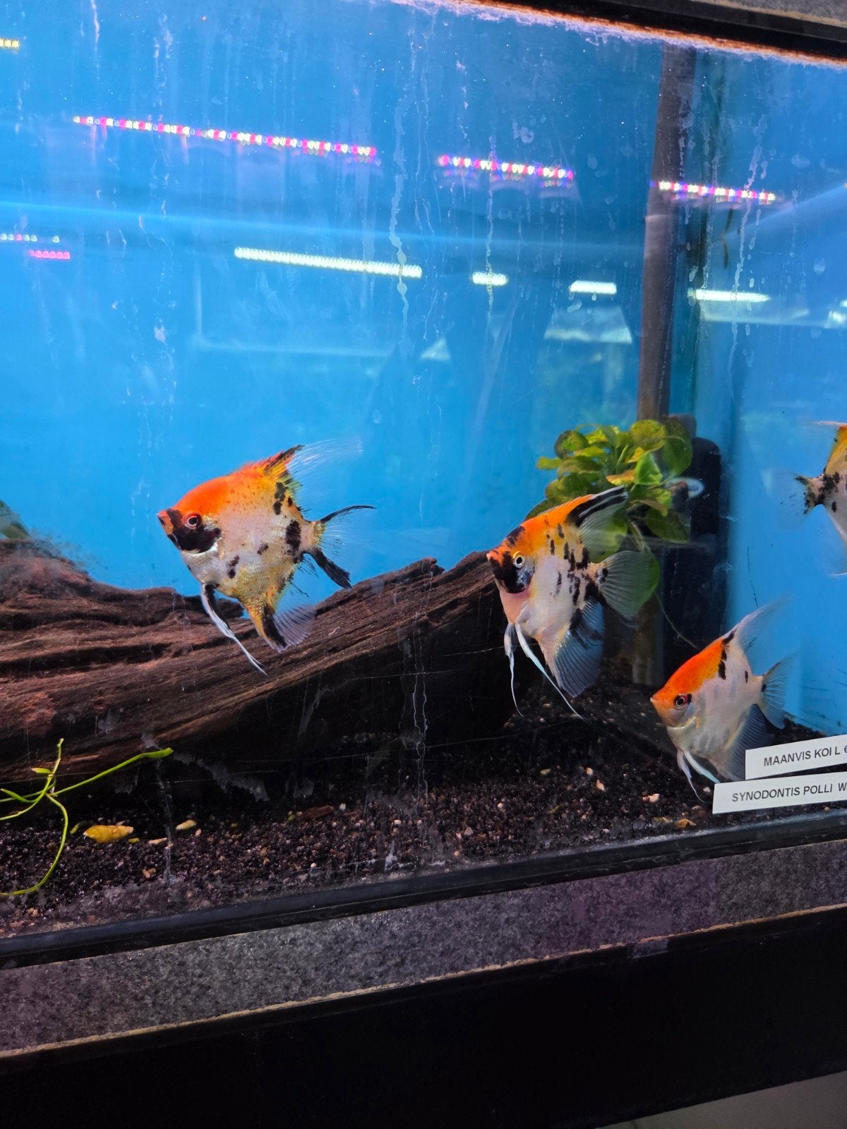 maanvis koi desgewenst aan huis bezorgd, Dieren en Toebehoren, Vissen | Aquariumvissen, Vis, Zoetwatervis, Schoolvis
