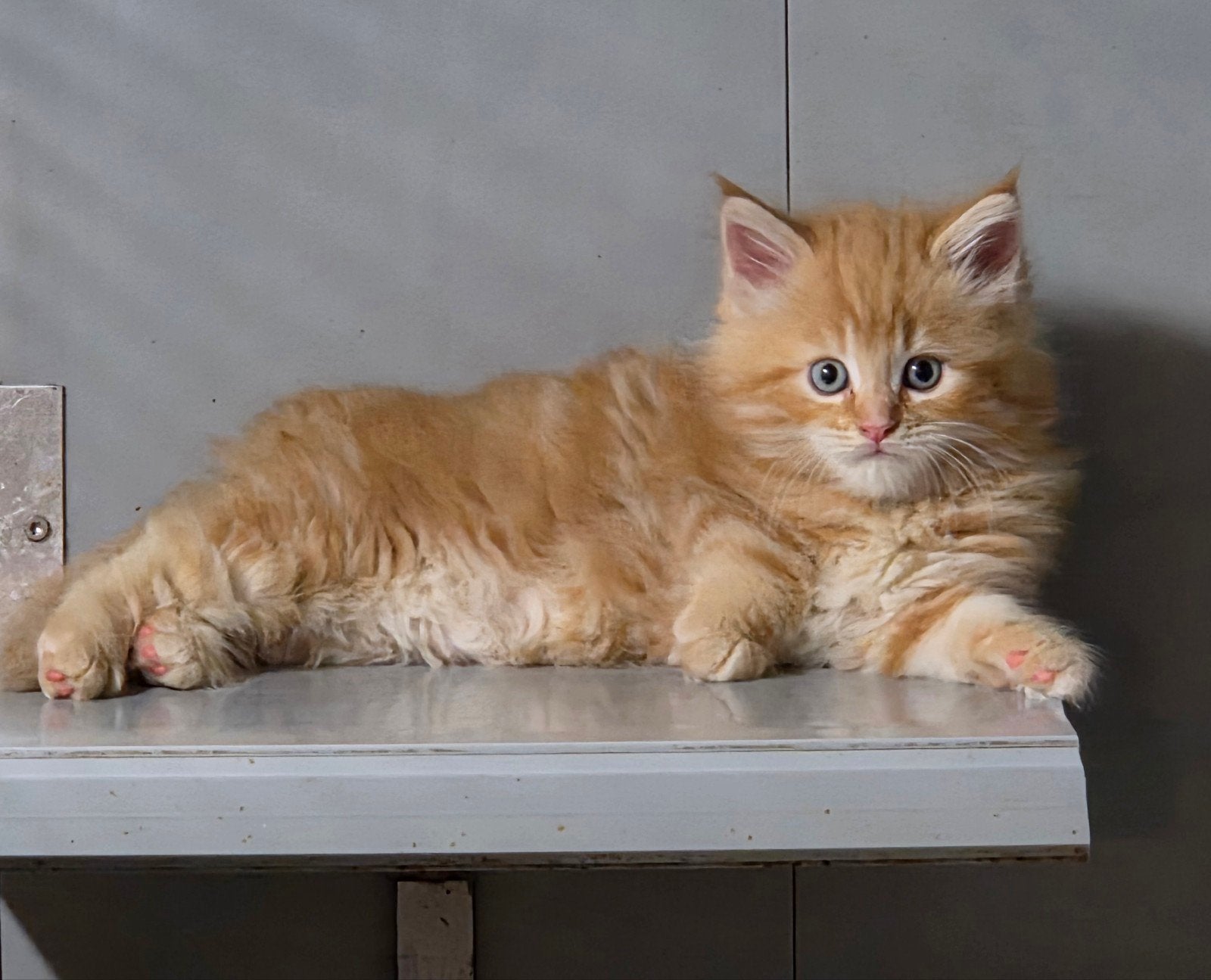 supermooie Maine Coon kittens, Dieren en Toebehoren, Meerdere dieren, Ontwormd, 0 tot 2 jaar