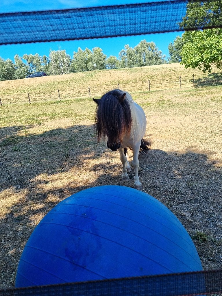 Super speelse en lieve NSPS shetlandpony's, Merrie, Met stamboom, Niet van toepassing, A pony (tot 1.17m)