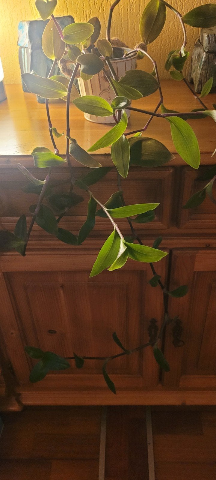 vrij grote hangplant, Ophalen, Halfschaduw, Minder dan 100 cm