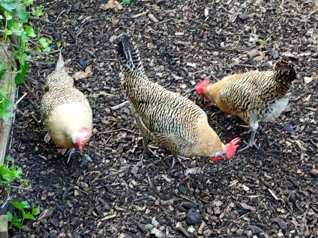 4 hennen pel en 1 porselein hen, Dieren en Toebehoren, Pluimvee, Vrouwelijk, Kip