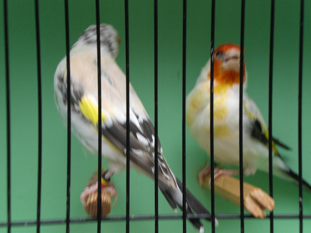 witkop putters, Dieren en Toebehoren, Vogels | Overige Vogels, Meerdere dieren, Wildzangvogel, Geringd