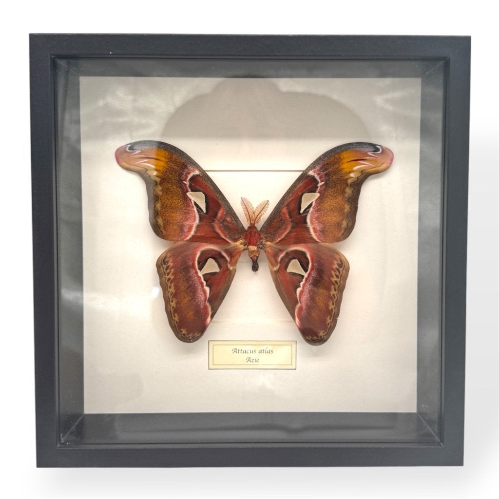 Opgezette Atlasvlinder in lijst, Ophalen of Verzenden, Nieuw, Insect, Opgezet dier