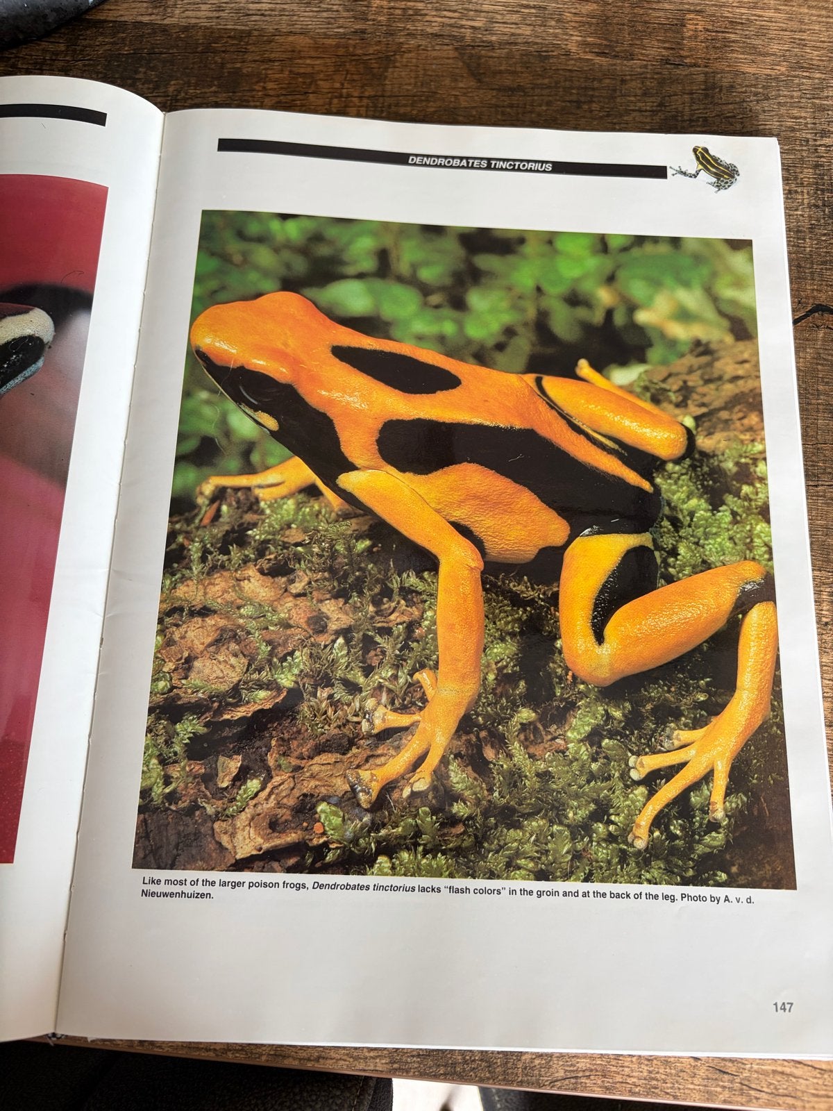 Jewels of the Rainforest - Poison Frogs (Jerry G. Walls), Boeken, Ophalen of Verzenden, Gelezen, Reptielen of Amfibieën