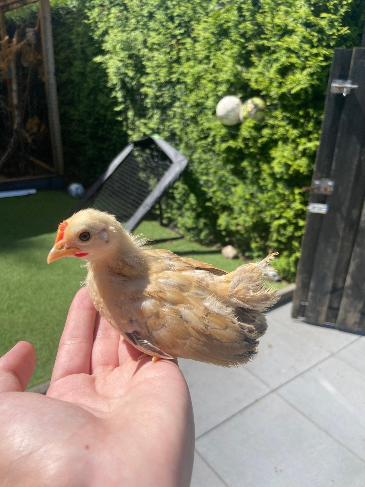Serama haantje gladveer kans split zijdeveer, Dieren en Toebehoren, Pluimvee, Mannelijk, Kip
