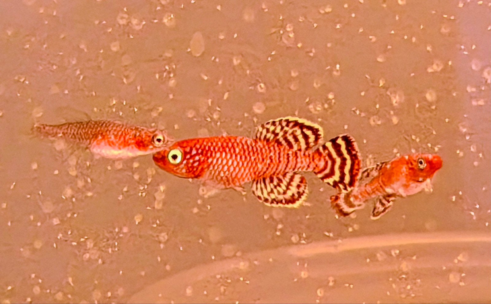 Nothobranchius Ruudwildekampi, Dieren en Toebehoren, Vissen | Aquariumvissen, Vis