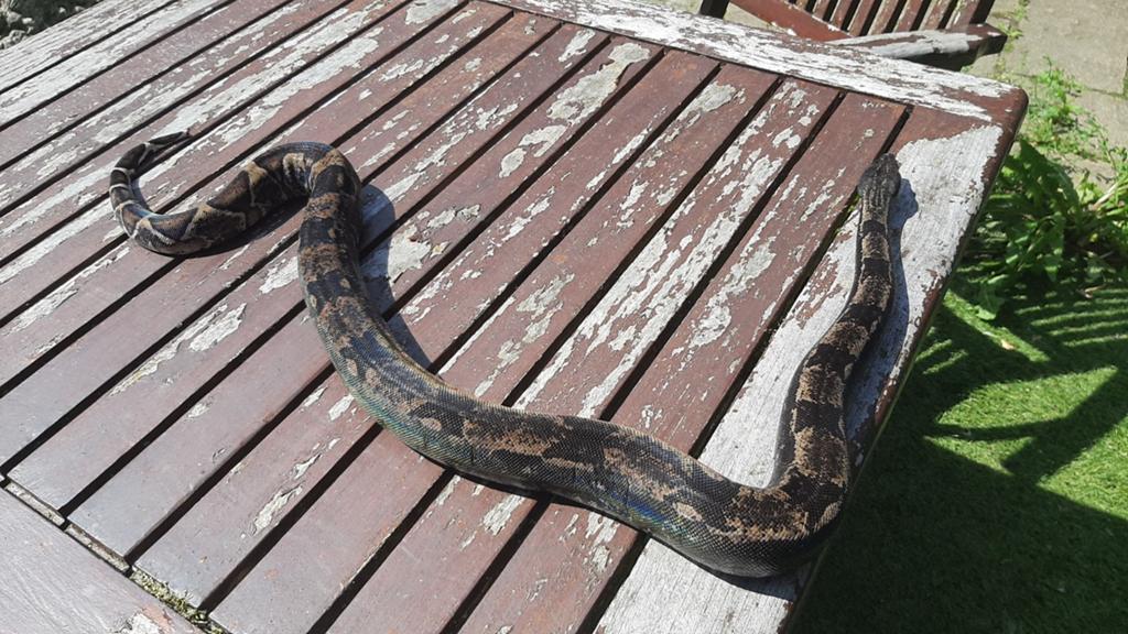 1.0 ghost IMG het sharp boa constrictor + terrarium Boa Constrictor - male for sale from Alies