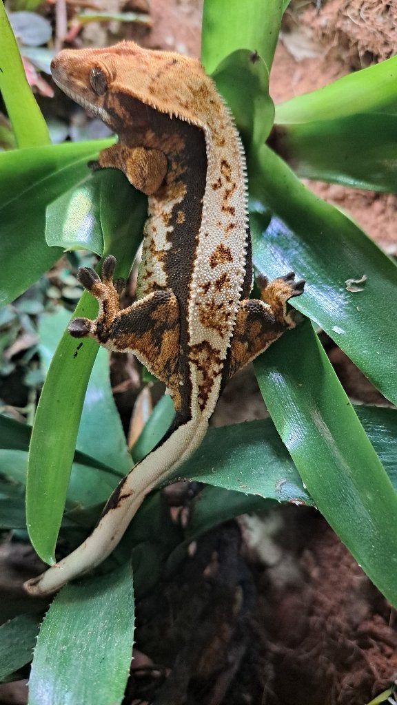 Wimpergekko vrouw, Tricolor full pinstripe. Proven Crested Gecko photo 3