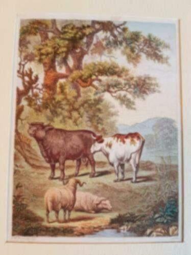 Kleuren  gravure Joseph Martin Kronheim 1862 koeien schapen., Antiek en Kunst, Kunst | Etsen en Gravures, Ophalen