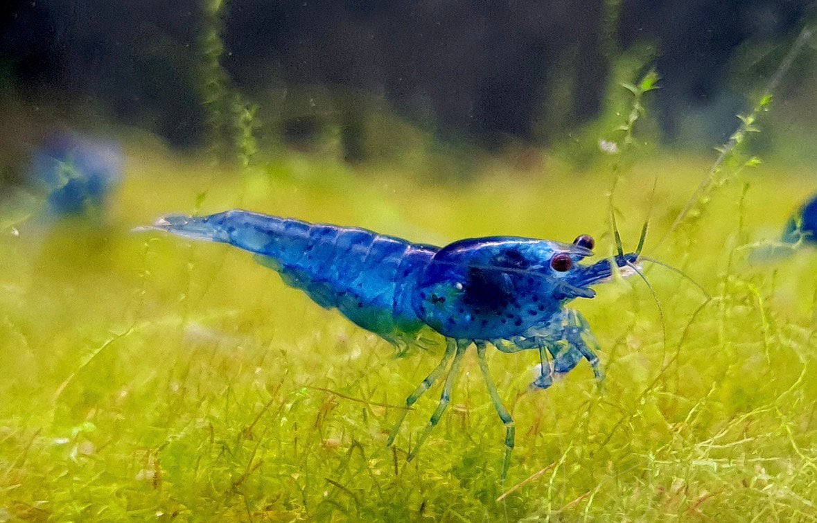 Blue dream garnalen, Dieren en Toebehoren, Vissen | Aquariumvissen, Kreeft, Krab of Garnaal