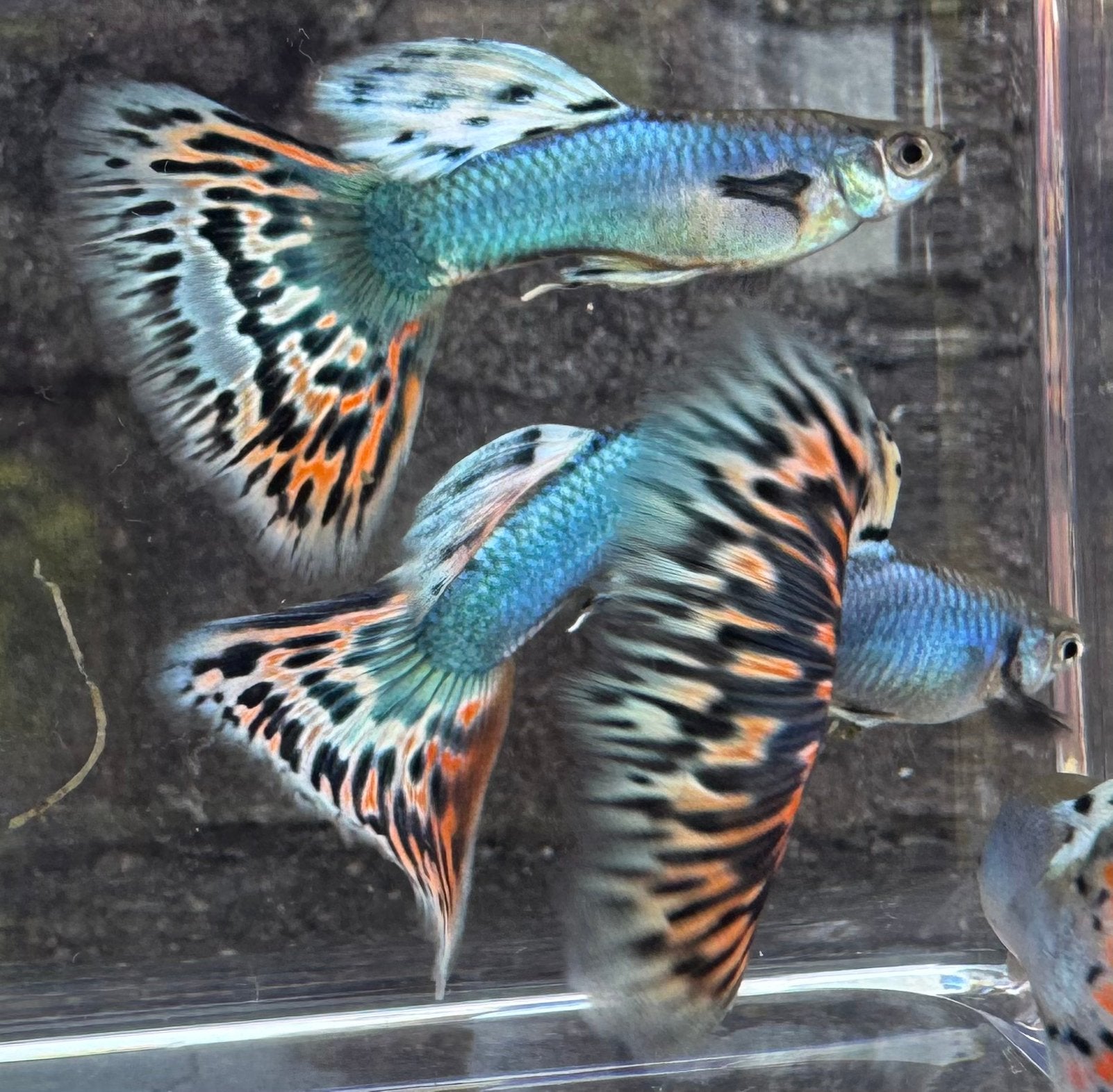 ***Singa Platinum Red Mosaic guppen***, Dieren en Toebehoren, Vis, Zoetwatervis, Schoolvis