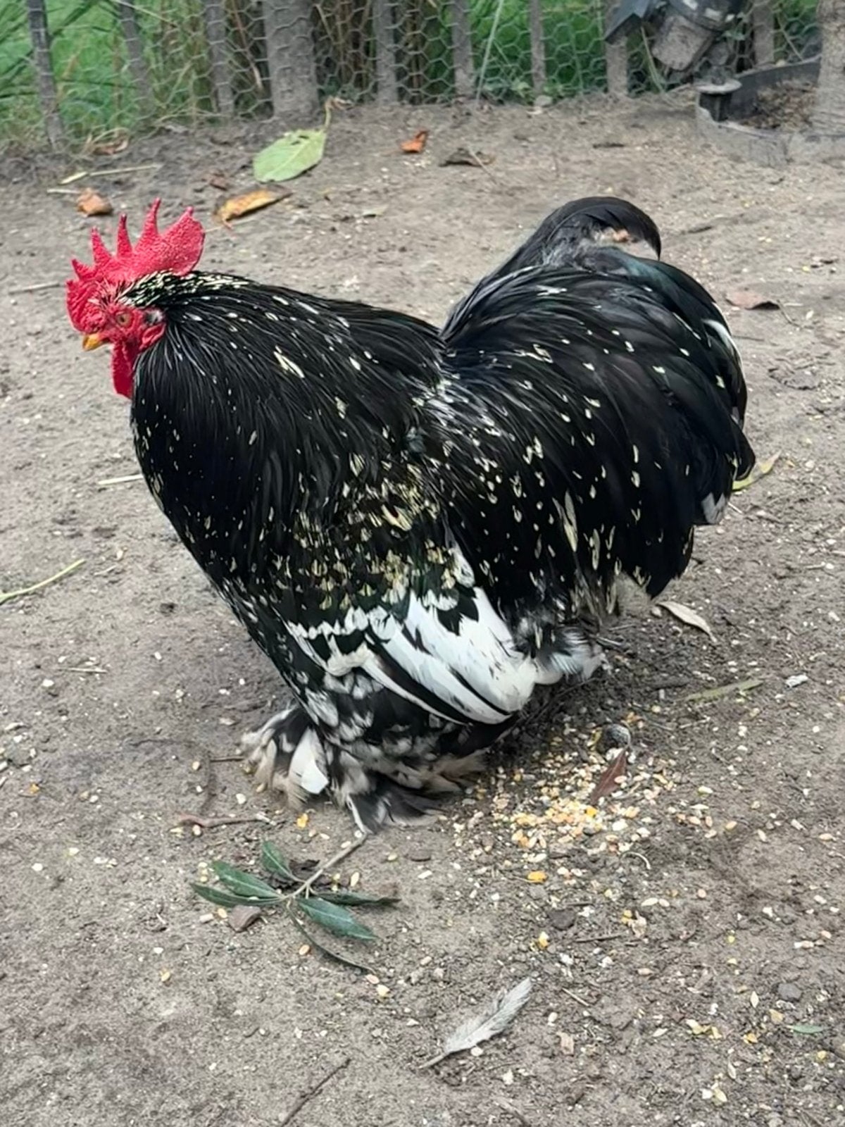 Cochin haan, Dieren en Toebehoren, Pluimvee, Mannelijk, Kip