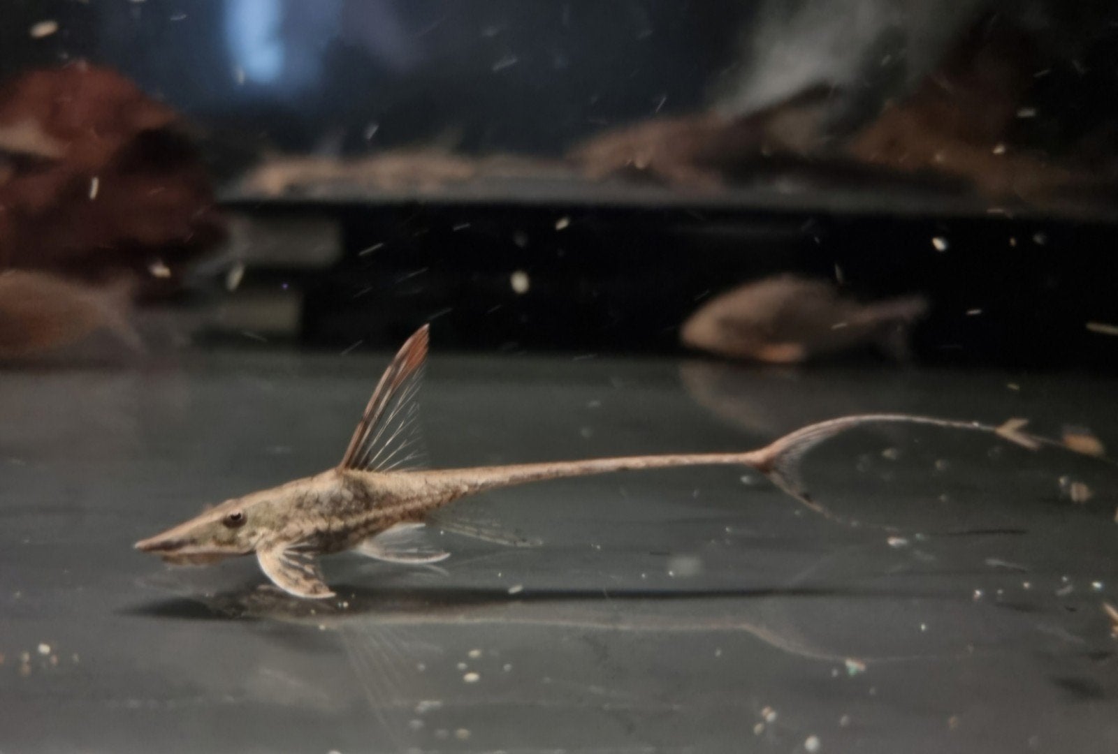 Sturisoma aureum jongen, Dieren en Toebehoren, Vissen | Aquariumvissen